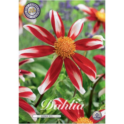 Dahlia, Honka Red