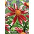 Dahlia, Honka Red