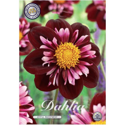 Dahlia, Joyfull Investment