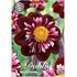 Dahlia, Joyfull Investment