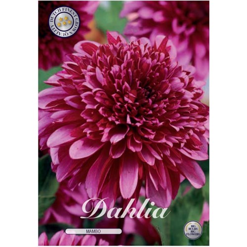 Dahlia, Mambo
