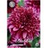 Dahlia, Mambo