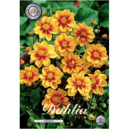 Dahlia, Mignon Sunshine