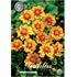 Dahlia, Mignon Sunshine