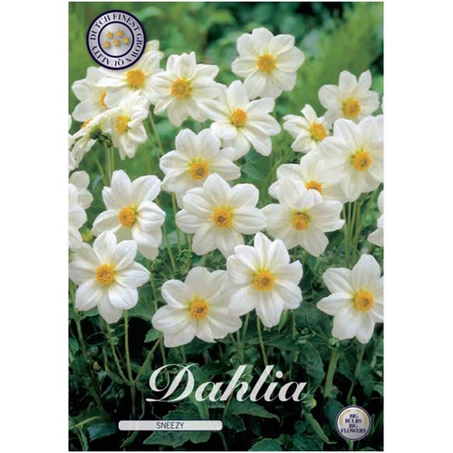 Dahlia, Sneezy