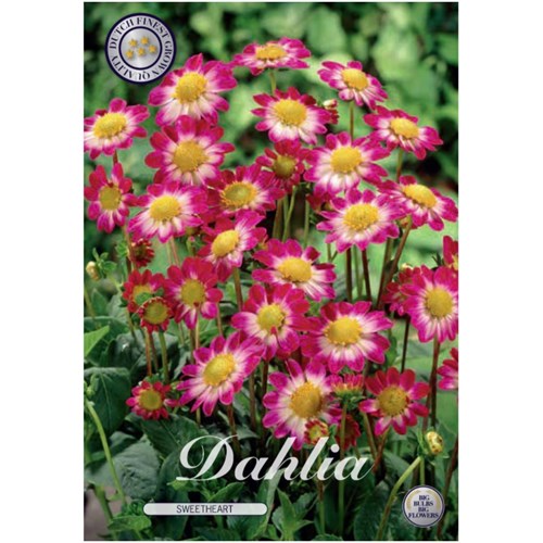 Dahlia, Sweetheart