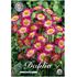 Dahlia, Sweetheart