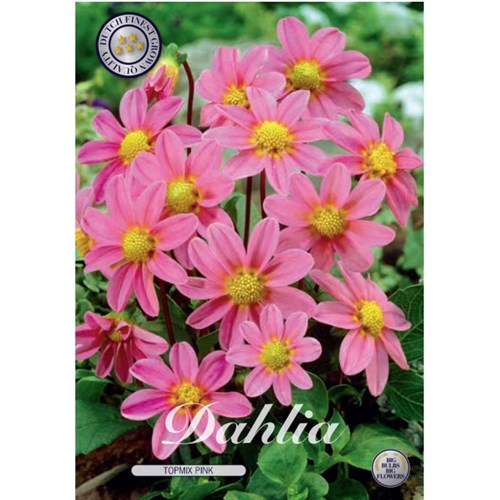 Dahlia, Top mix rosa