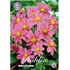 Dahlia, Top mix rosa