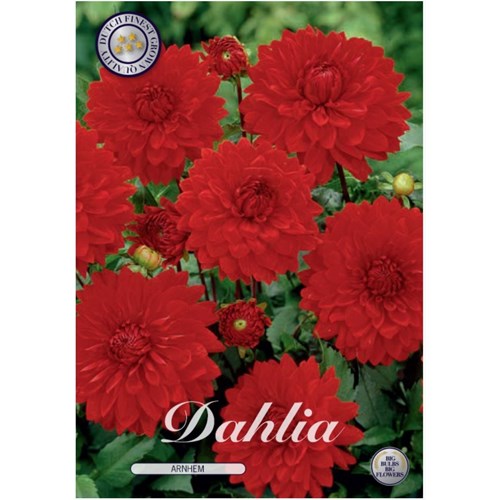 Dahlia, Arnhem