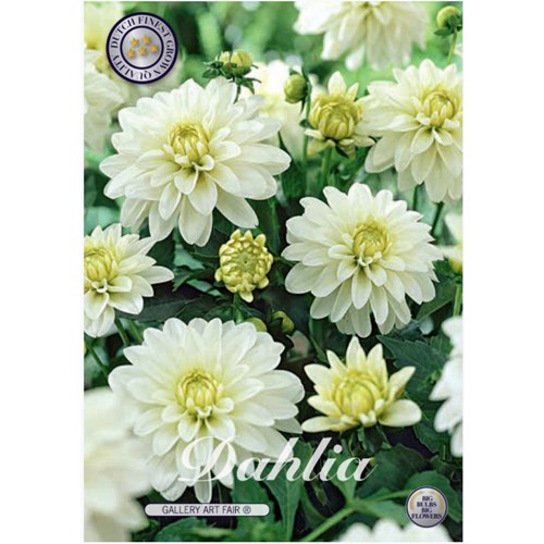 Dahlia, Art Fair