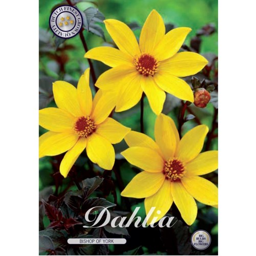 Dahlia, Bishop of York