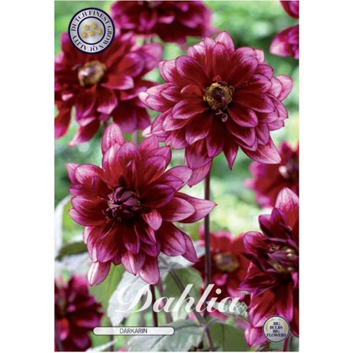 Dahlia, Darkarin