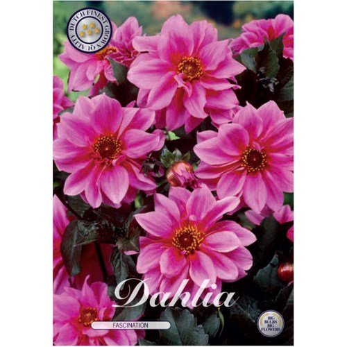 Dahlia, Fascination