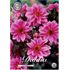Dahlia, Fascination