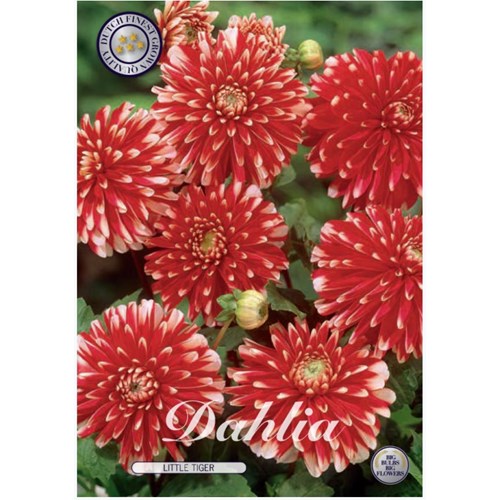 Dahlia, Little Tiger