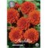Dahlia, Orange Nugget