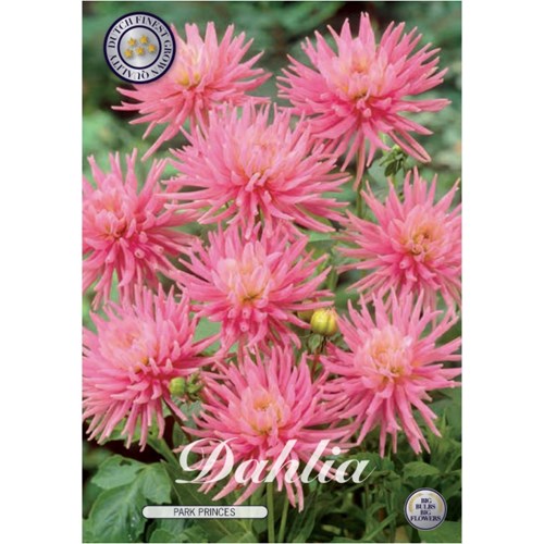 Dahlia, Park Princes