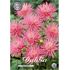 Dahlia, Park Princes