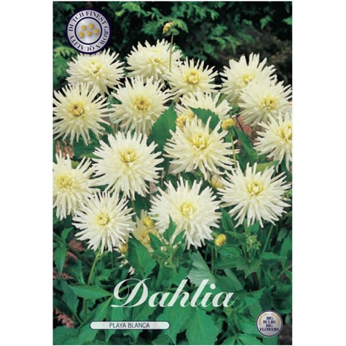 Dahlia, Playa Blanca