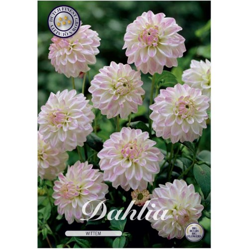 Dahlia, Wittem