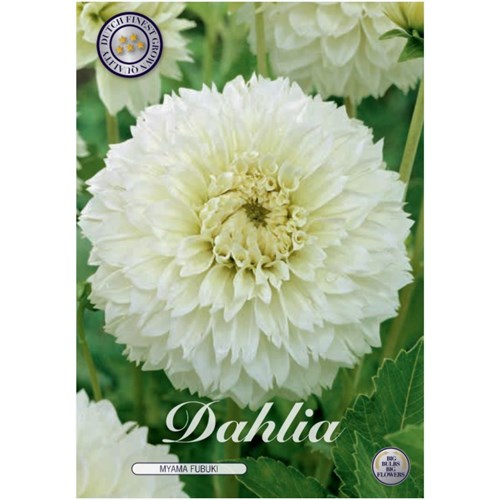 Dahlia, Fubuki, Myama