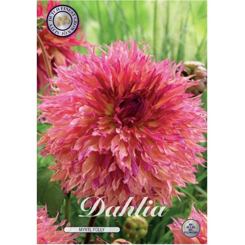 Dahlia, Myrtl Folly