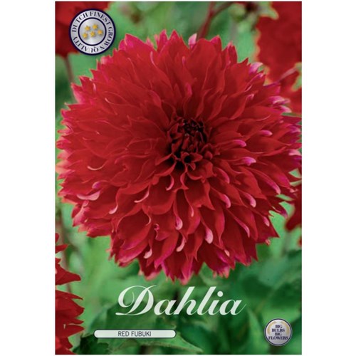 Dahlia, Fubuki, Red
