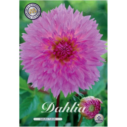 Dahlia, Fubuki, Sakura