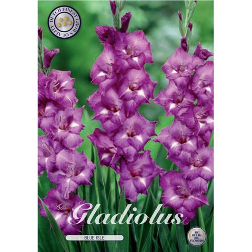 Gladiol, Blue Isle