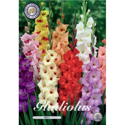 Gladiol, blandade färger