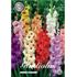 Gladiol, blandade färger