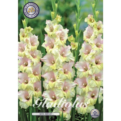 Gladiol, Mon Amour