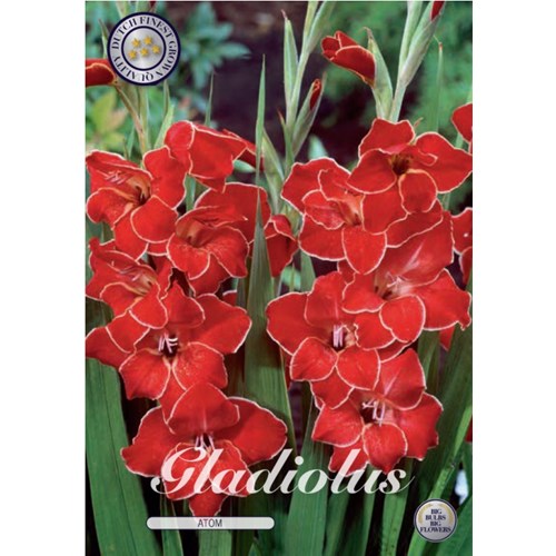 Gladiol, Nanus Atom