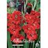 Gladiol, Nanus Atom
