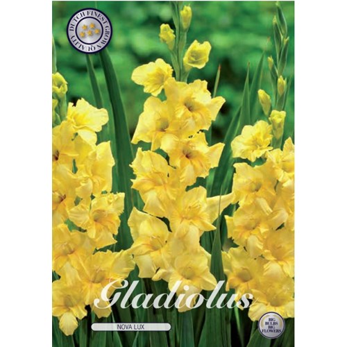 Gladiol, Nova Lux