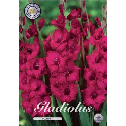 Gladiol, Plumtart