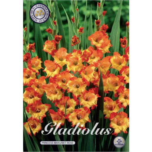 Gladiol, Princess margaret rose