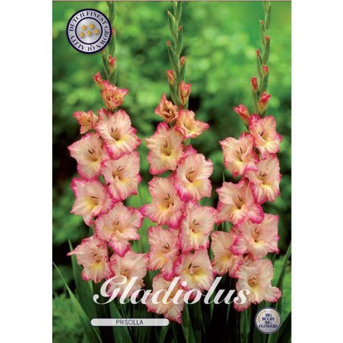 Gladiol, Priscilla