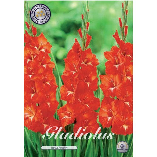 Gladiol, Traderhorn