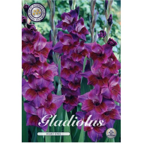 Gladiol, Velvet Eyes