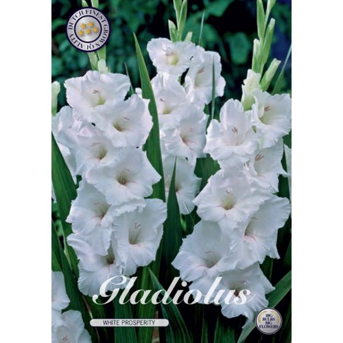 Gladiol, White Glory