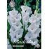 Gladiol, White Glory