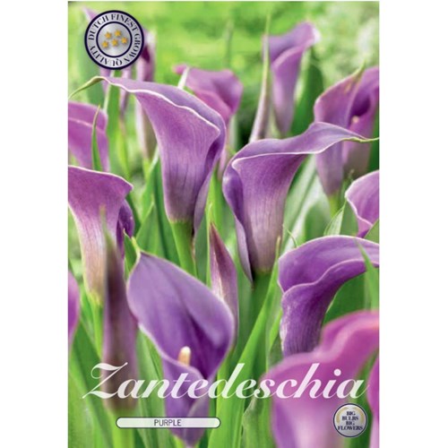 Kalla, Purple
