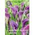Kalla, Purple