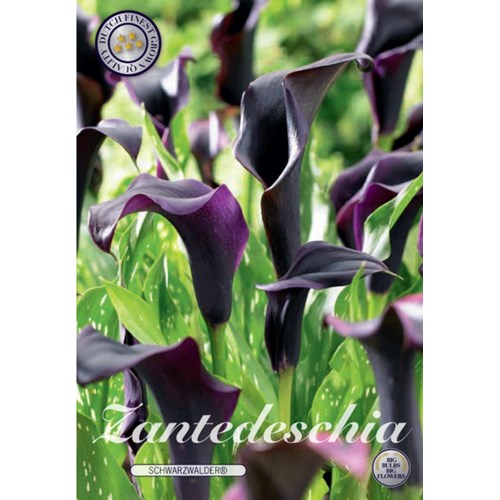 Kalla, Schwarzwalder