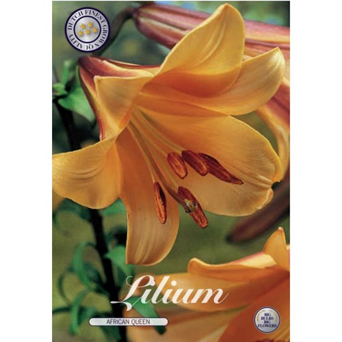 Lilja, Trumpet, African Queen