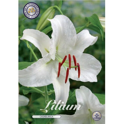 Lilja, Orient, Premium Blond