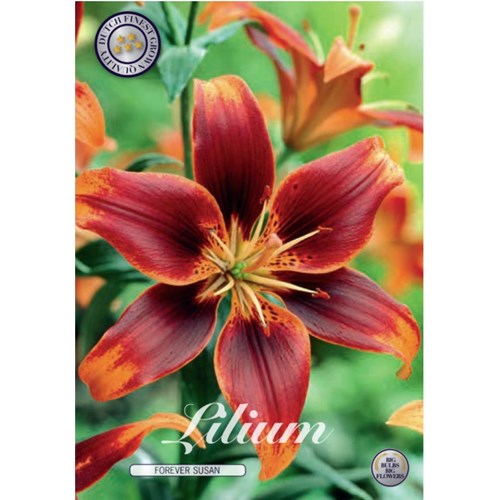 Lilja, Asiatisk, Forever Susan