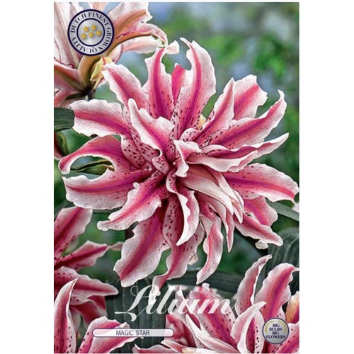 Lilja, Magic Star